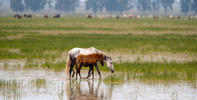 DOÑANA: Actuaciones del dPA para su protección y conservación