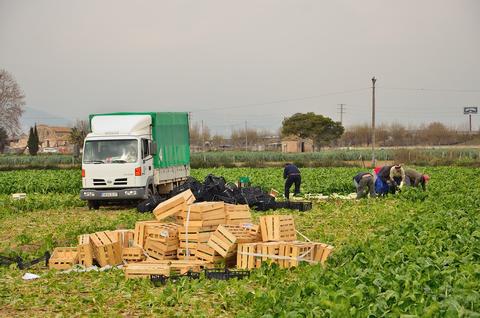 Trabajadores temporeros realizando su trabajo en el campo