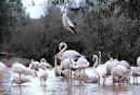 JUEVES, 18 DE OCTUBRE, 12 horas. Analizamos la situación de la Cañada de los Pájaros de Puebla del Río (Sevilla)