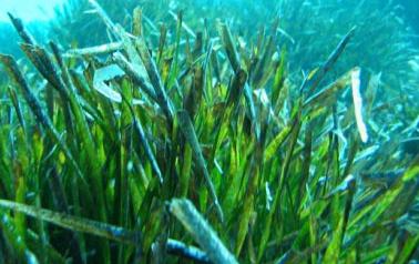 Cierre Actuación Pradera Marinas de Posidonia