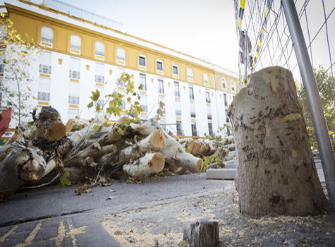 Actuacion de Oficio por la Tala de Árboles en Sevilla