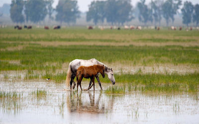 El Defensor del Pueblo Andaluz alerta sobre los riesgos que afectan a la conservación de Doñana 